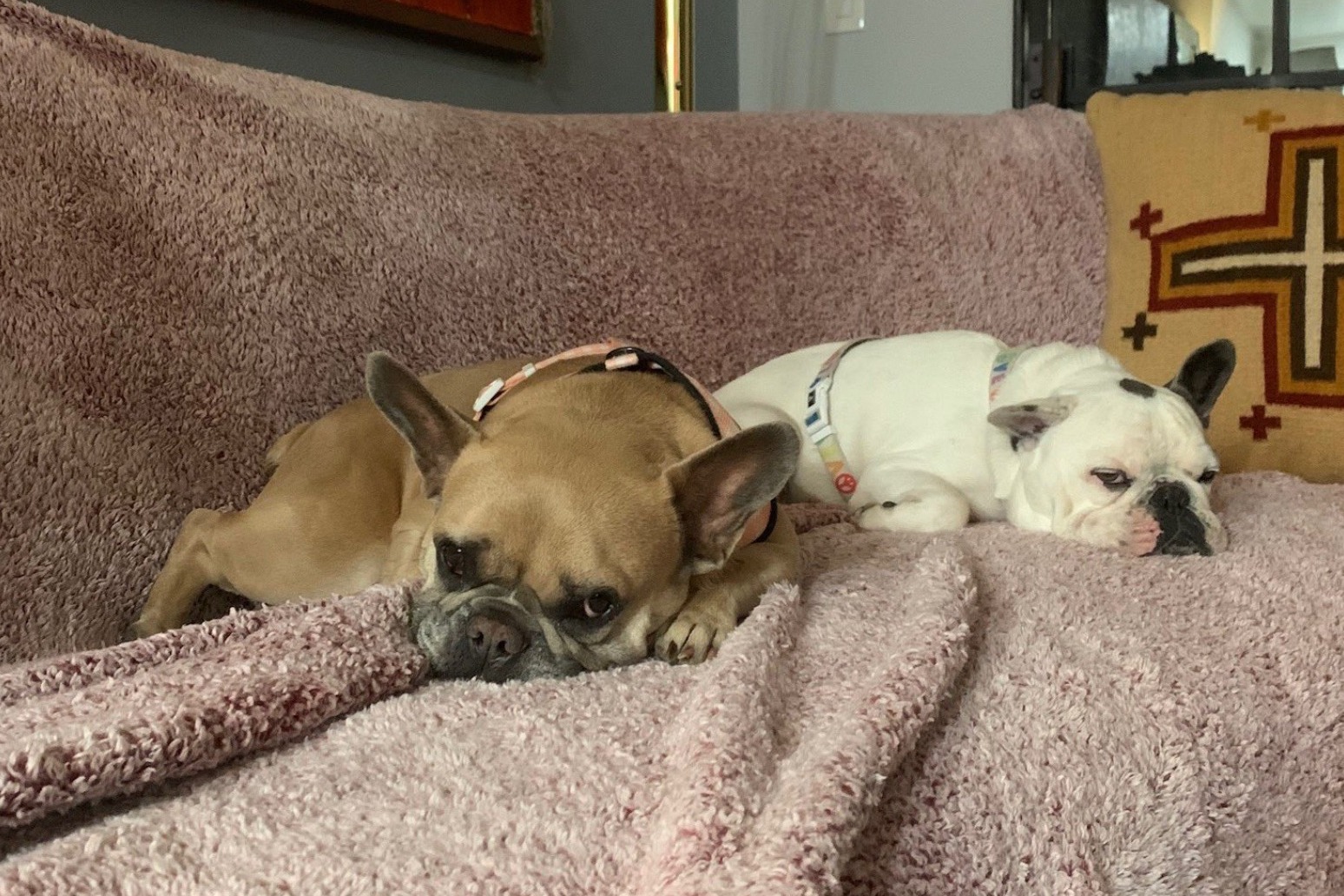 Lady Gaga’s dogs found safe and well after being stolen at gunpoint 